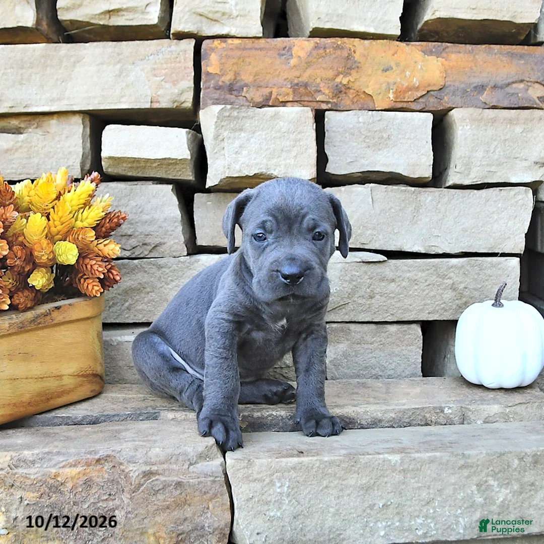 Cane Corso dogs for sale: Mia  - Ad 2