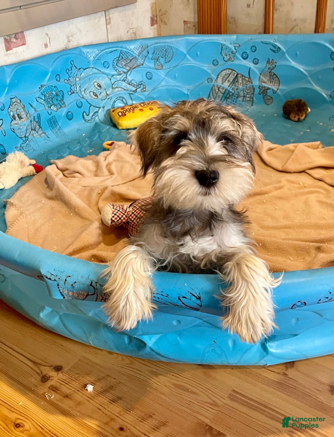 Miniature Schnauzer dogs for sale: Jake - Ad 9