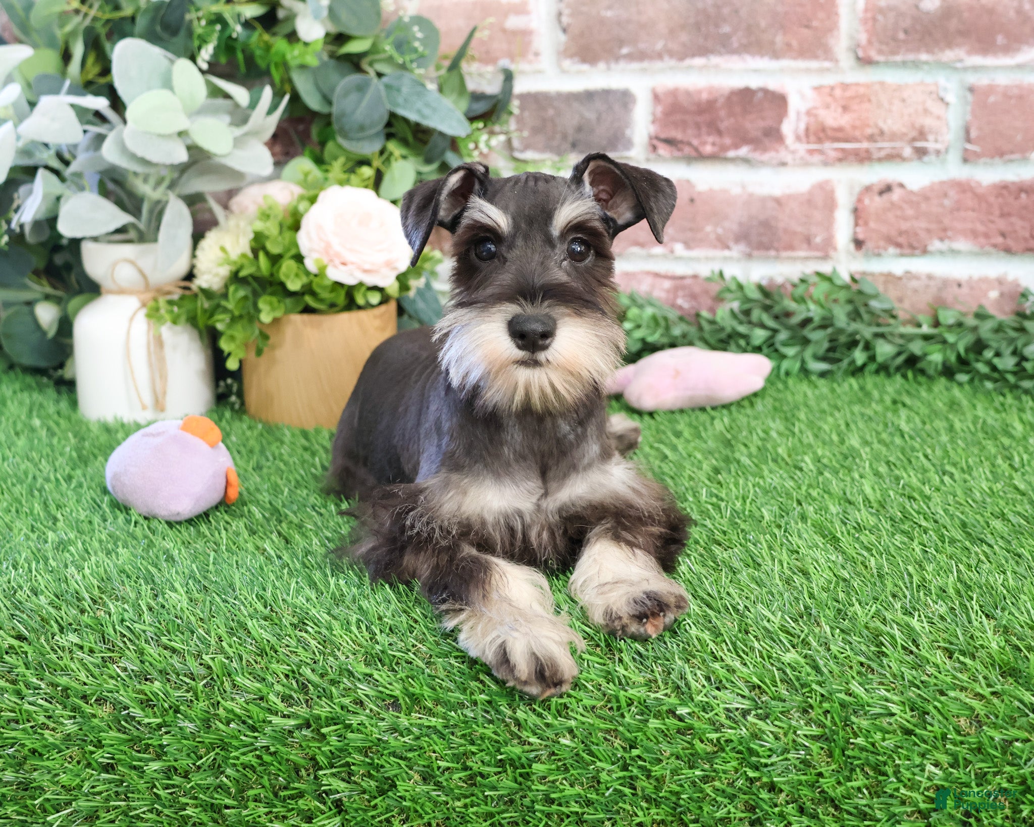 Miniature Schnauzer dogs Esperanza  - Ad 36