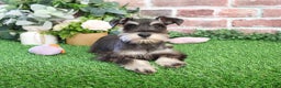 Miniature Schnauzer dogs for sale: Esperanza  - Ad 1