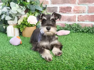 Miniature Schnauzer dogs Esperanza - Ad 33