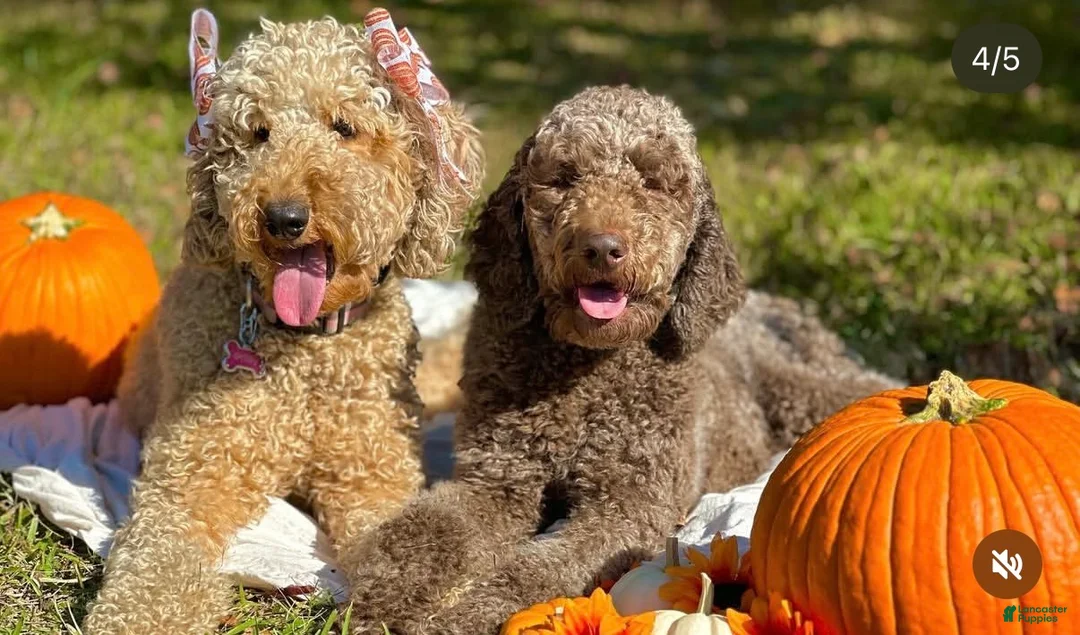 Double Doodle dogs for sale: Orange - Ad 4