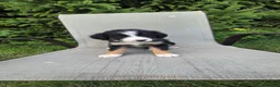 Bernedoodle dogs for sale: Bernedoodle Gold - Ad 3
