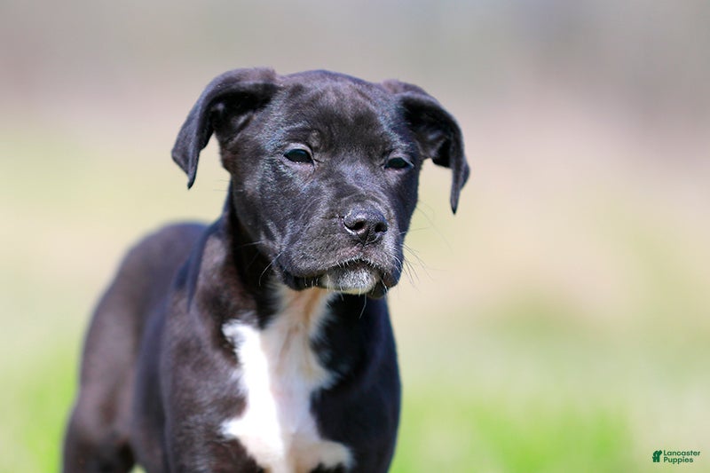 Mixed Breed dogs Grackle - European Doberdane - Ad 1