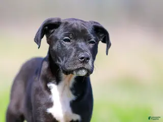 Mixed Breed dogs for sale: Grackle - European Doberdane - Ad 2