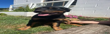 Nala