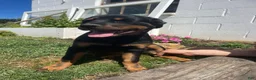 Rottweiler dogs for sale: Nala - Ad 1