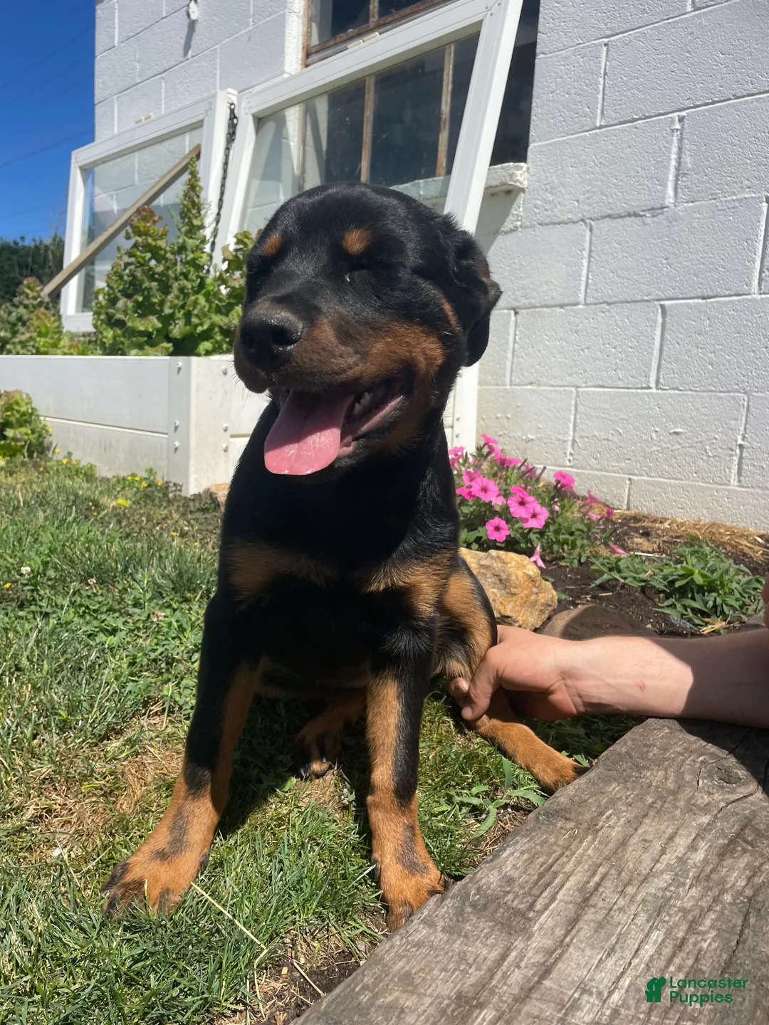 Rottweiler dogs for sale: Nala - Ad 1