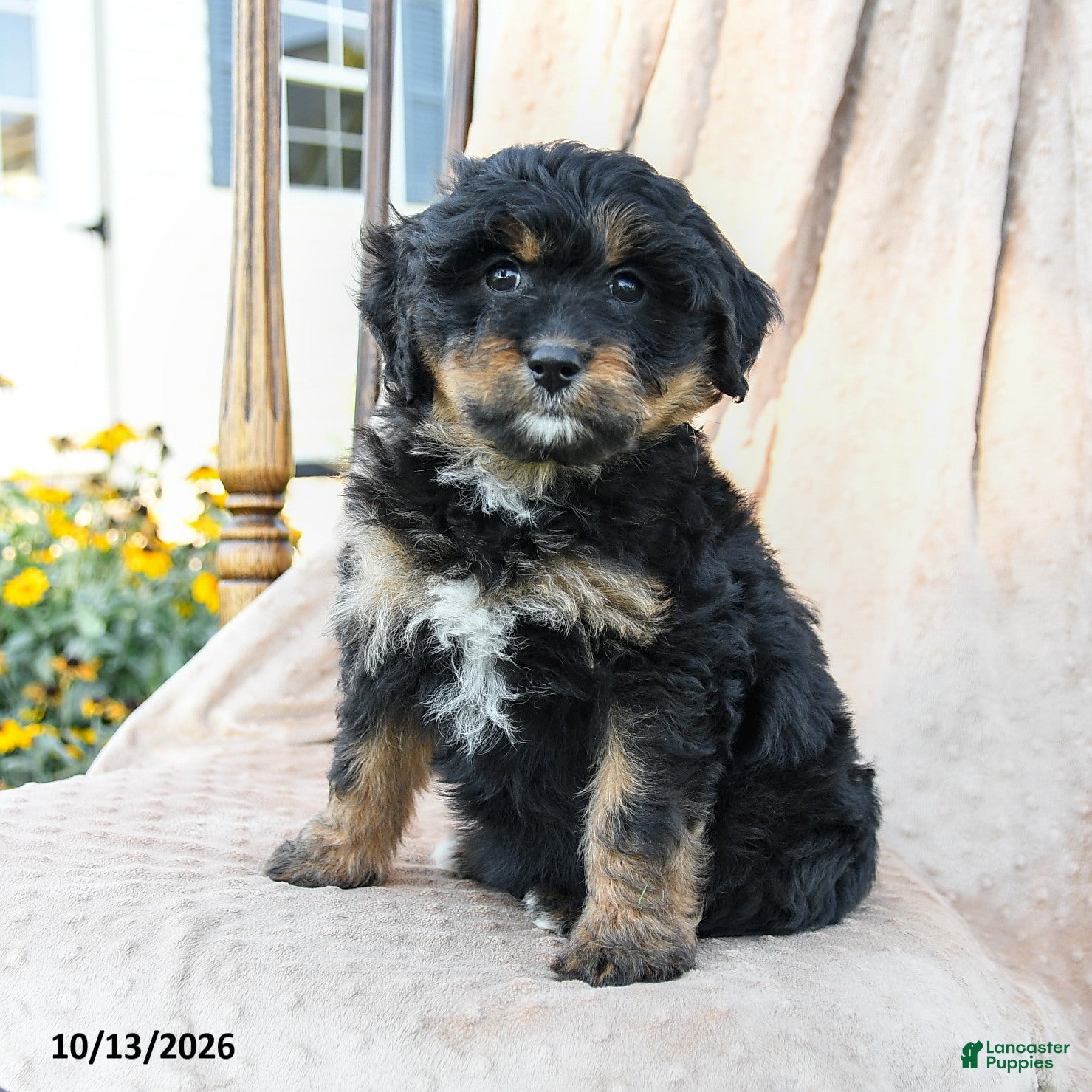 Mini Bernedoodle dogs Paisley - Ad 2