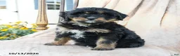 Mini Bernedoodle dogs for sale: Paisley - Ad 2