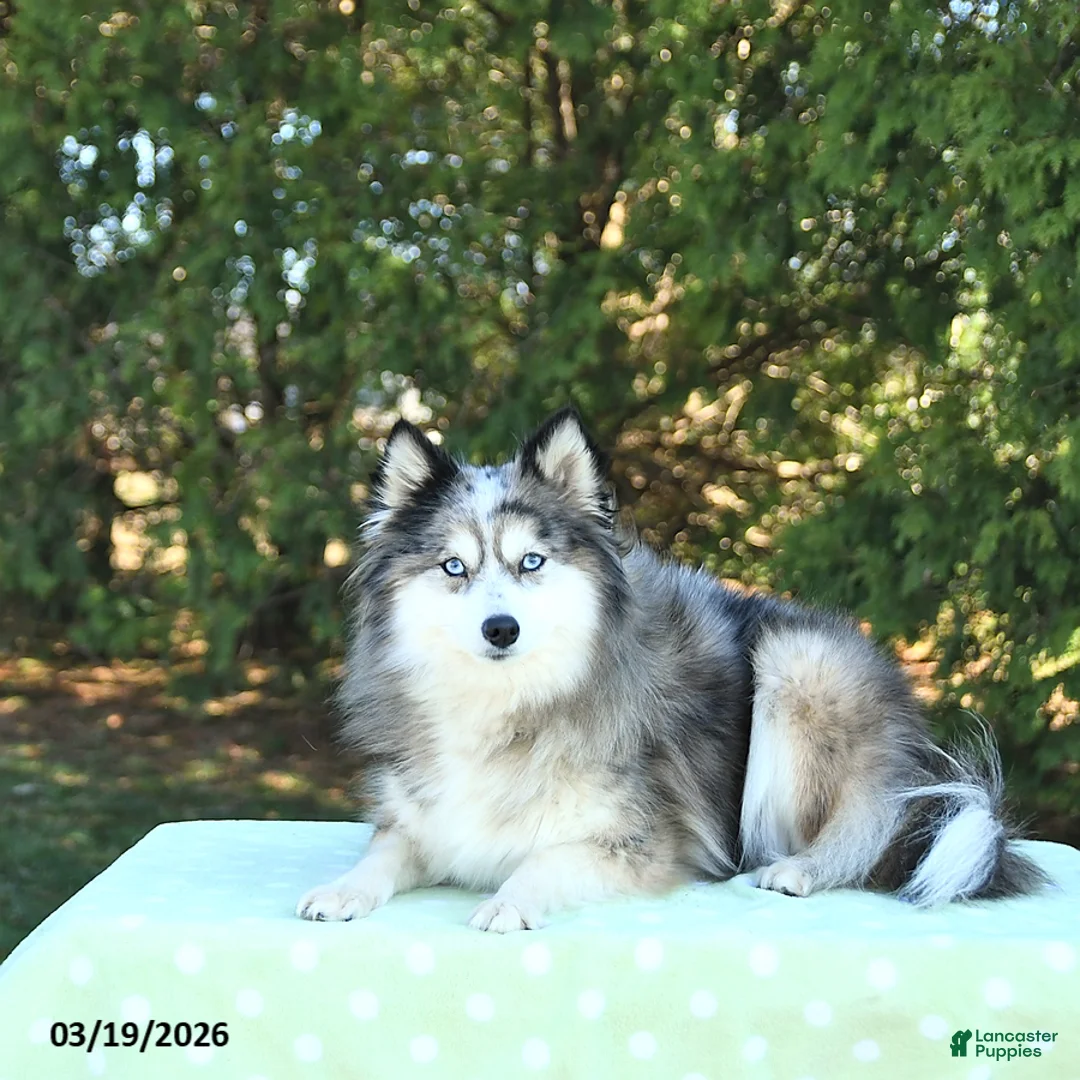 Pomsky dogs for sale: Harper - Ad 6