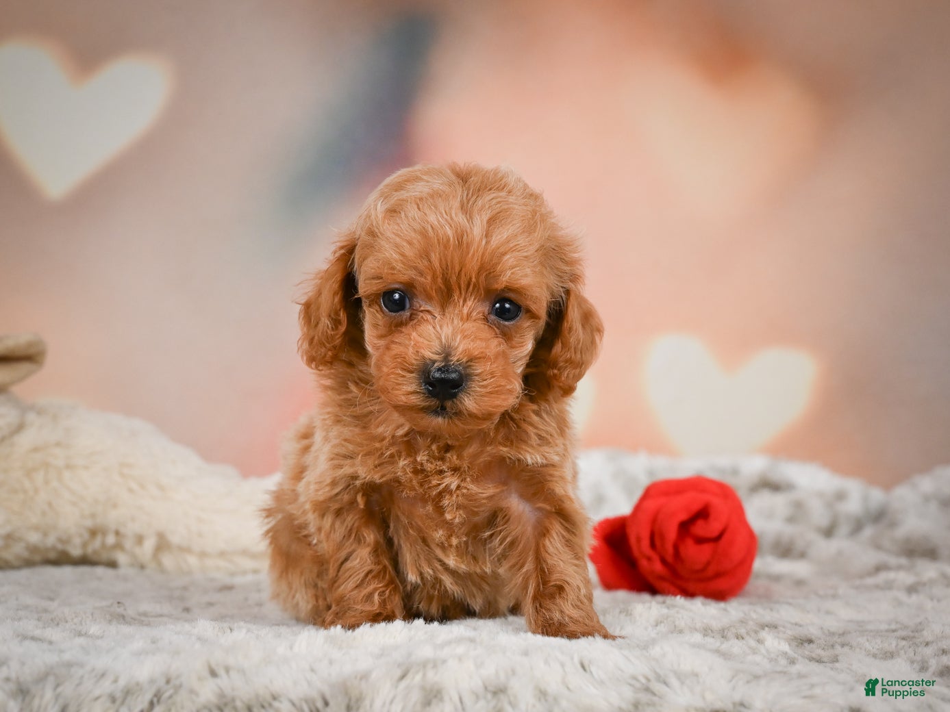 Toy Poodle dogs Joey - Ad 2