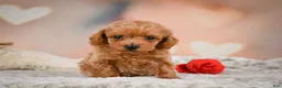 Toy Poodle dogs for sale: Joey - Ad 12