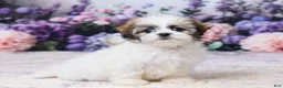 Teddy Bear dogs for sale: Sadie - Ad 3