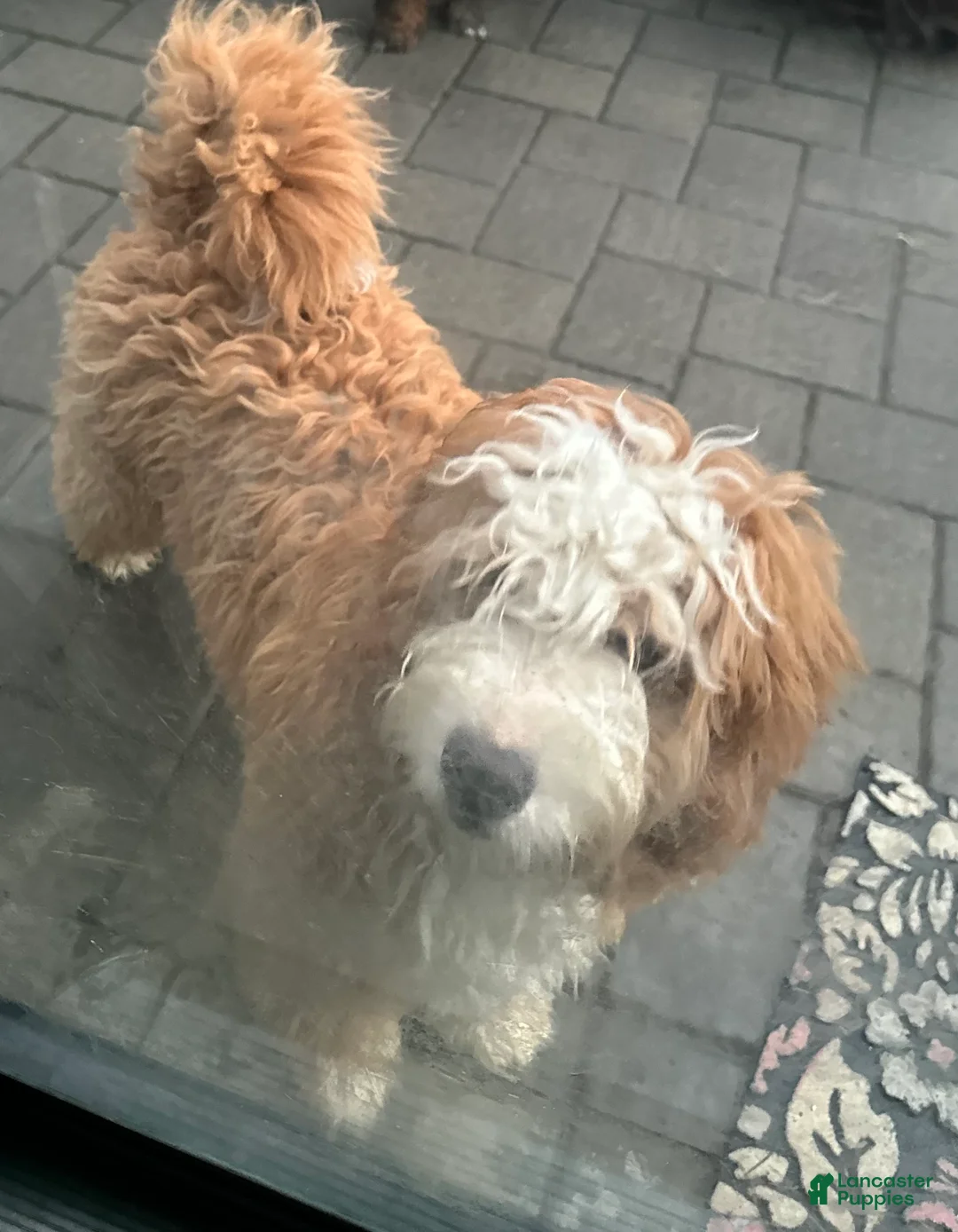 Mini Bernedoodle dogs for sale: Ginger - Ad 5