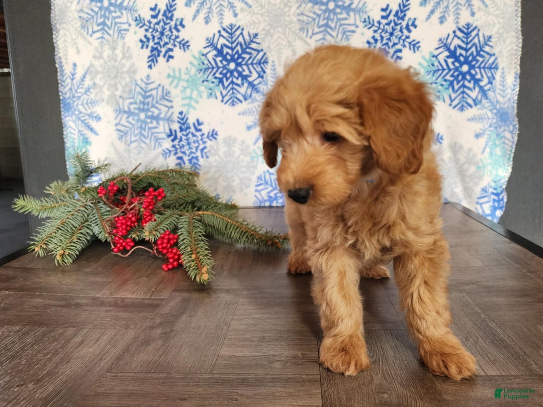 Mini Goldendoodle dogs for sale: Reno - Ad 15