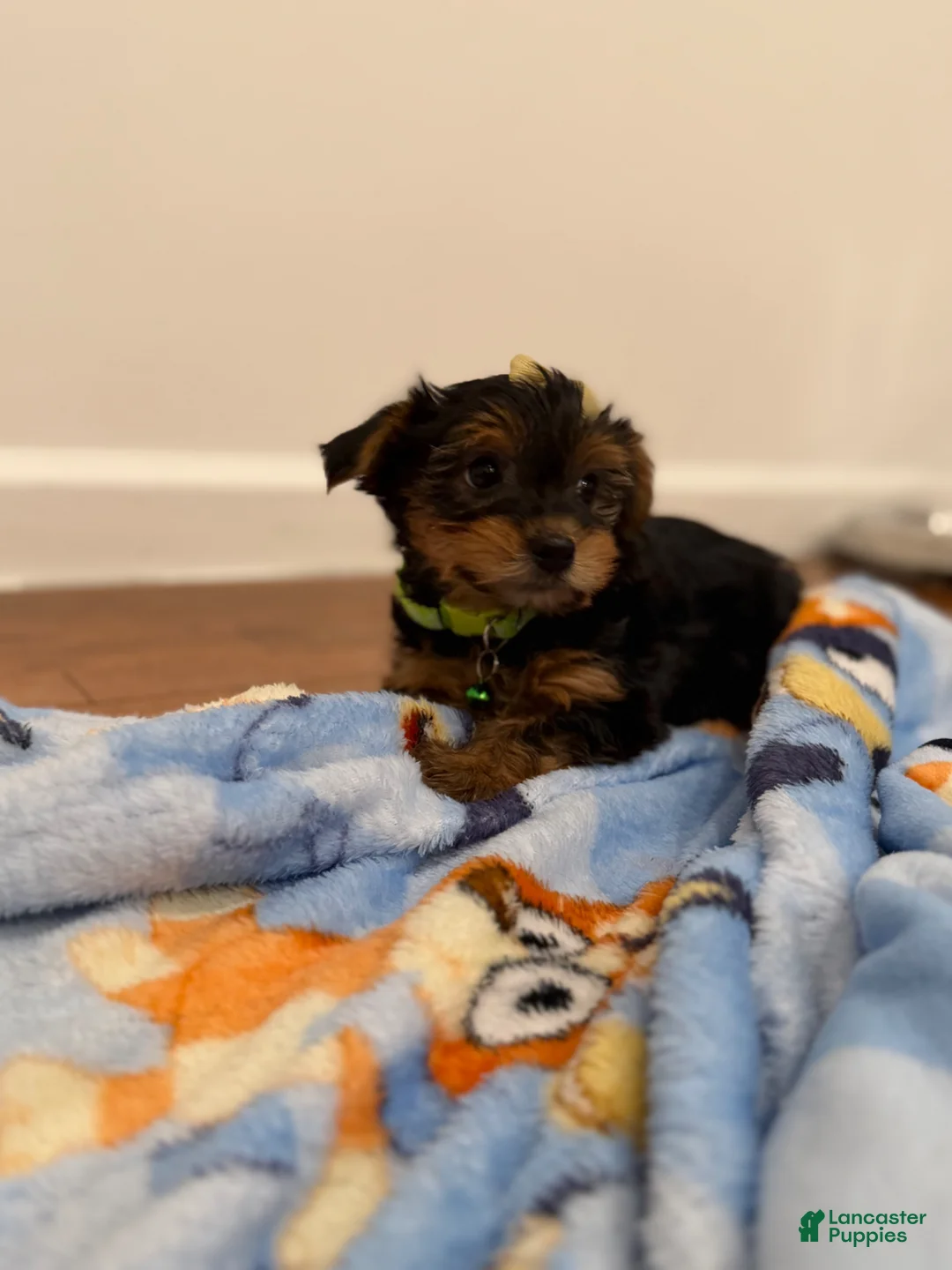 Yorkshire Terrier dogs for sale: Sky - Ad 1
