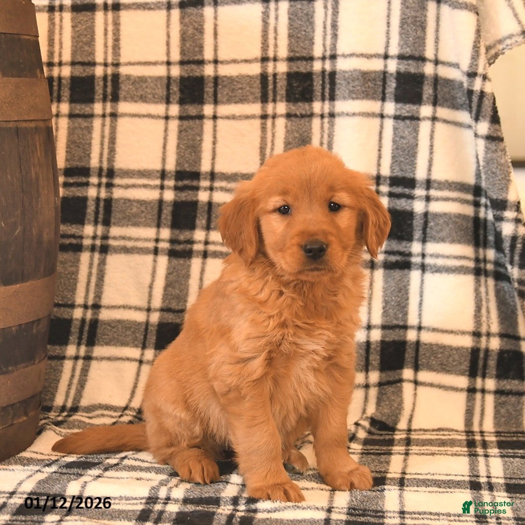 Golden Retriever dogs for sale: Valentine  - Ad 2