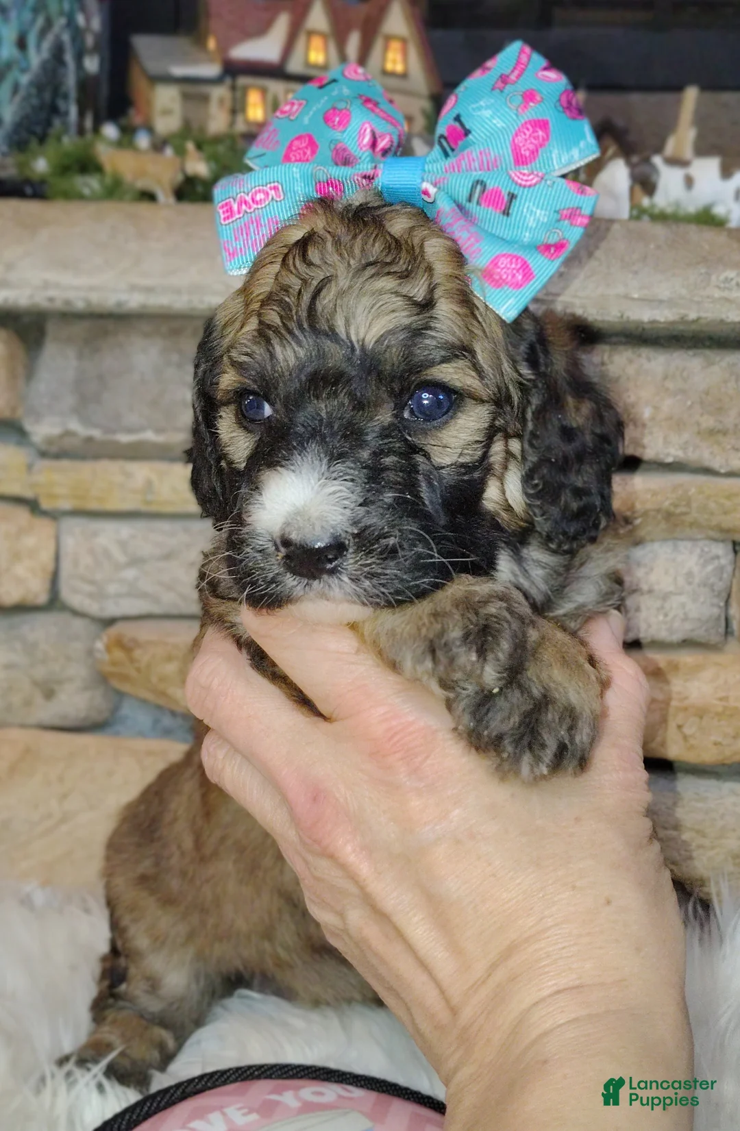 Saint Berdoodles dogs for sale: Goldberry- F1b Saint Berdoodle - Ad 2