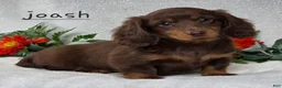 Miniature Dachshund dogs for sale: Joash - Ad 5