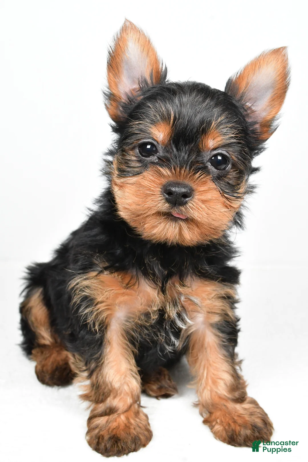 Yorkshire Terrier dogs for sale: Hannah - Ad 8