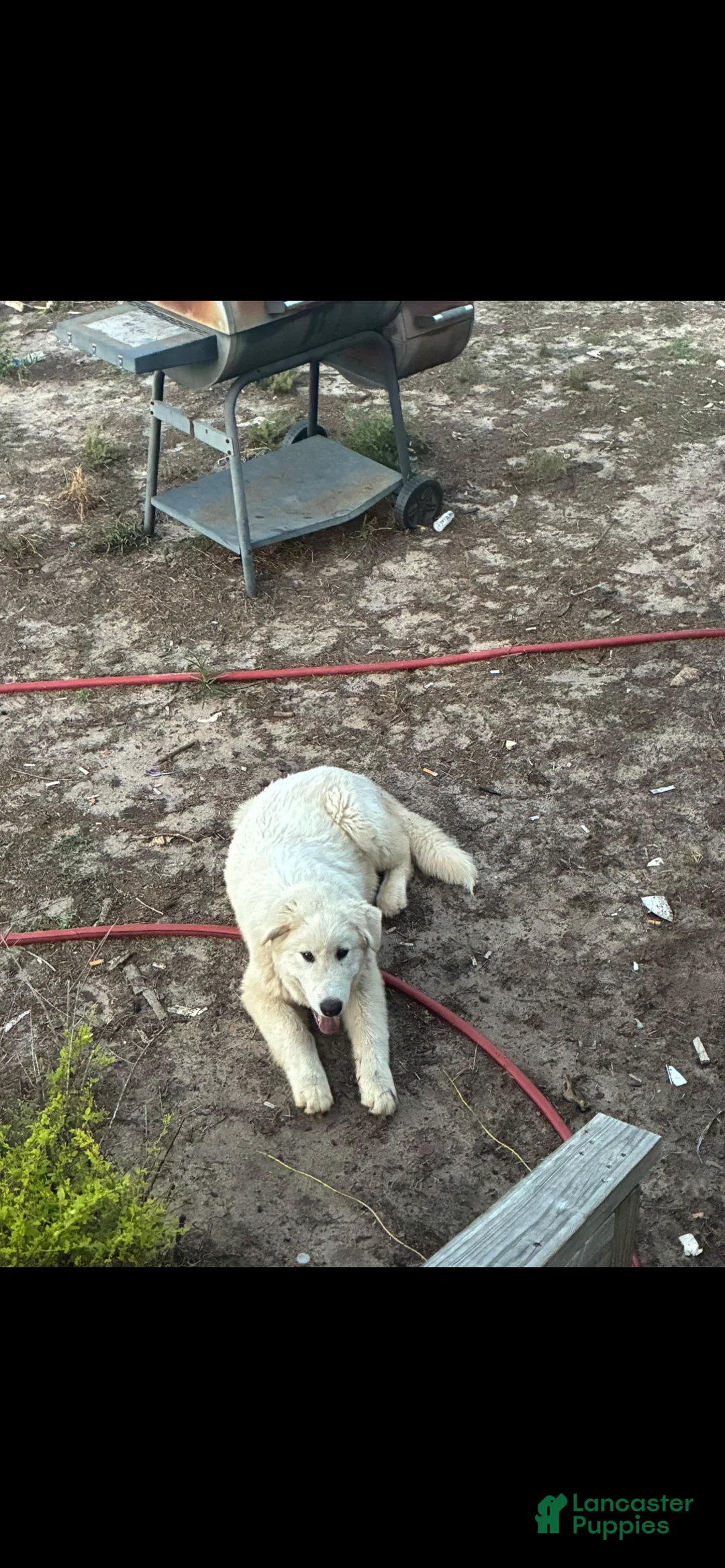Mixed Breed dogs for sale: Mixed Breed  - Ad 2