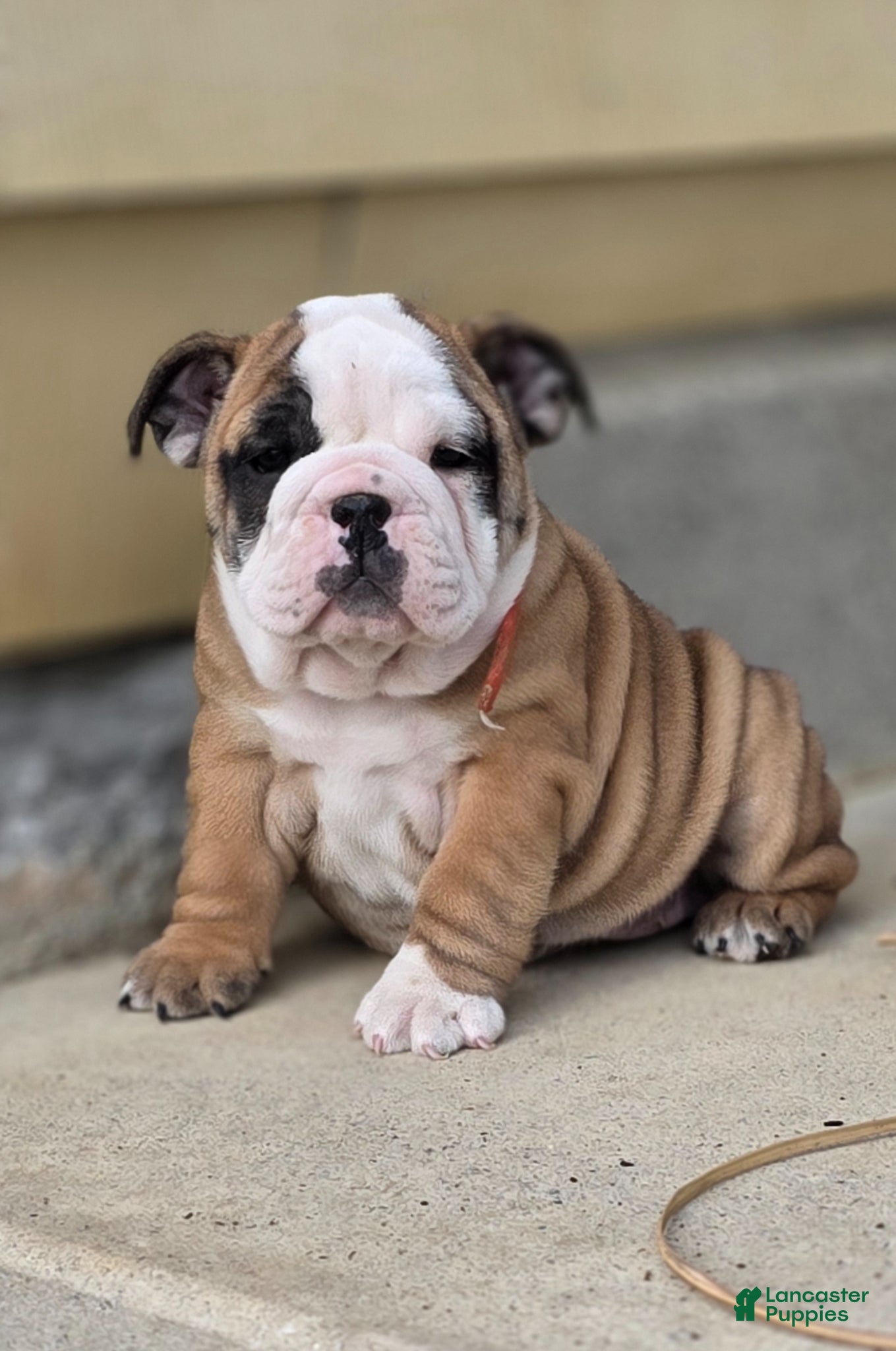 English Bulldog dogs English Bulldog Puppy 5 - Ad 1