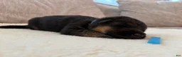 German Shepherd dogs for sale: Blue Boy - Ad 3