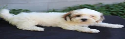 Teddy Bear dogs for sale: Daisy - Ad 3