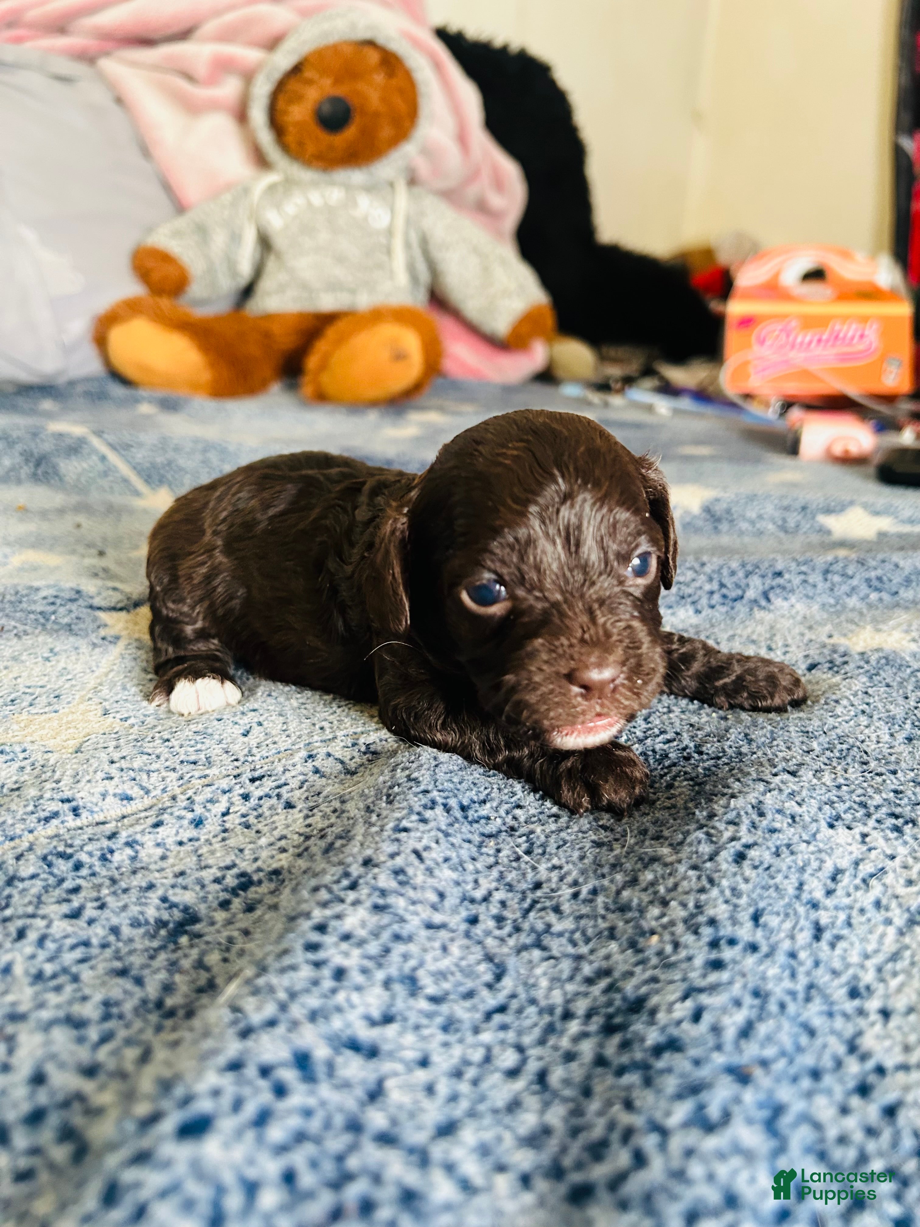 Cavapoo dogs Joy - Ad 4