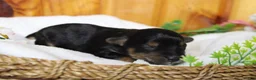 Yorkiepoo dogs for sale: Darling  - Ad 4