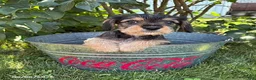 Schnoodle dogs for sale: Tessa - Ad 3