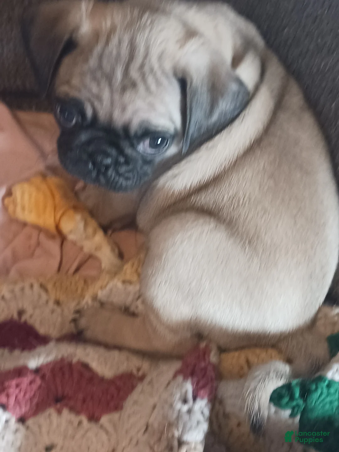 Pug dogs for sale: Pug Puppy 1 - Ad 1