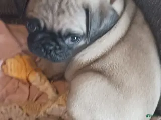 Pug dogs Pug Puppy 1 - Ad 35