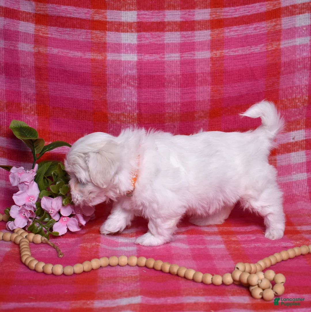 Coton De Tulear dogs for sale: Olivia  - Ad 7