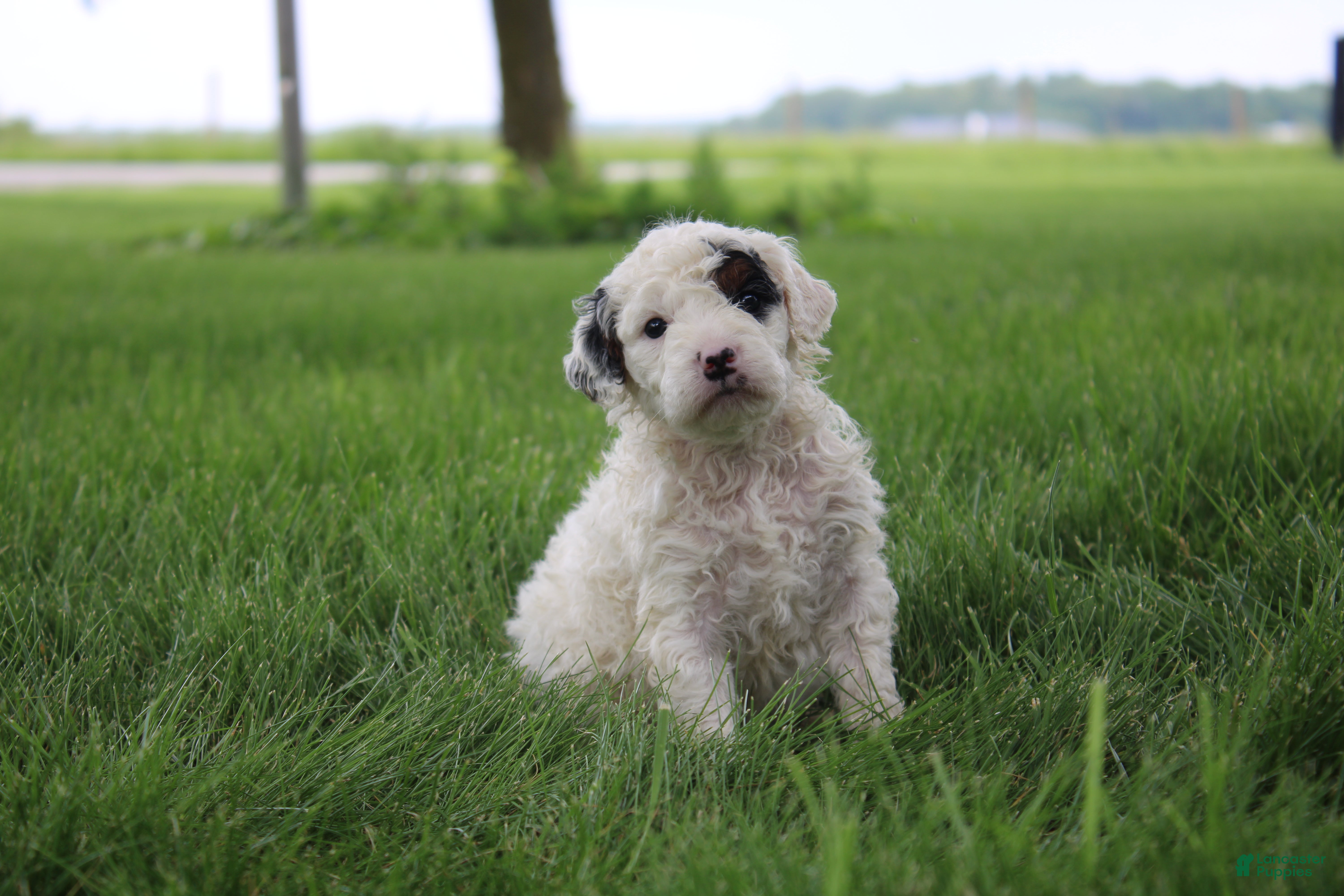 Mini Goldendoodle dogs Reina  - Ad 1