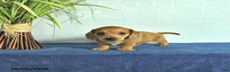 Miniature Dachshund dogs for sale: Miles - Ad 3