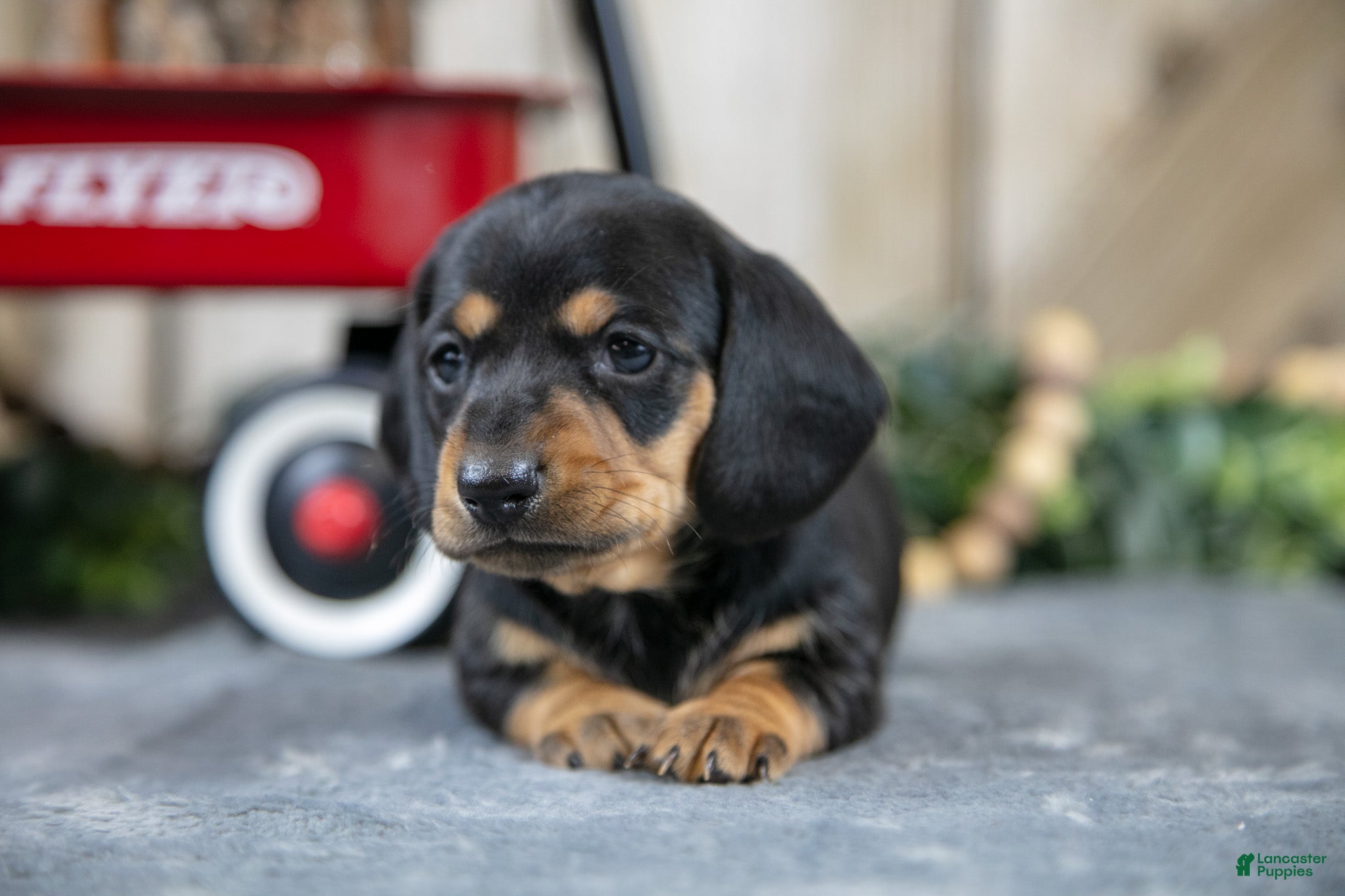 Miniature Dachshund dogs Shelly - Ad 1