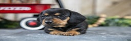 Miniature Dachshund dogs for sale: Shelly - Ad 1