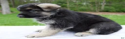 German Shepherd dogs for sale: Teddy - Ad 4