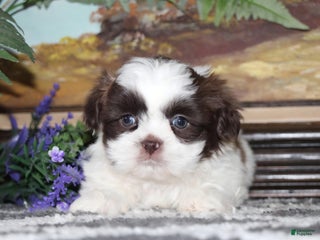 Shih Tzu dogs lucas - Ad 5