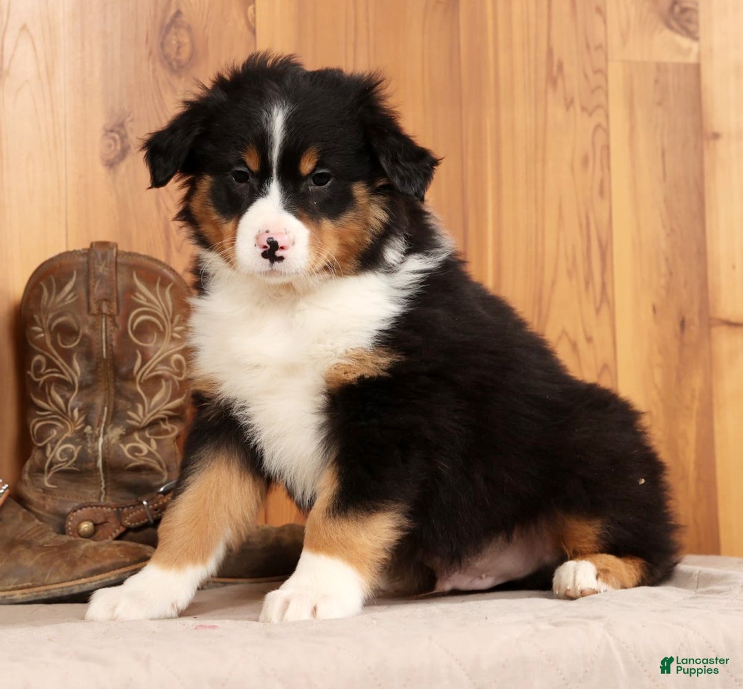 Australian Shepherd dogs for sale: Trooper - Ad 1