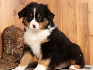 Australian Shepherd dogs Trooper - Ad 2