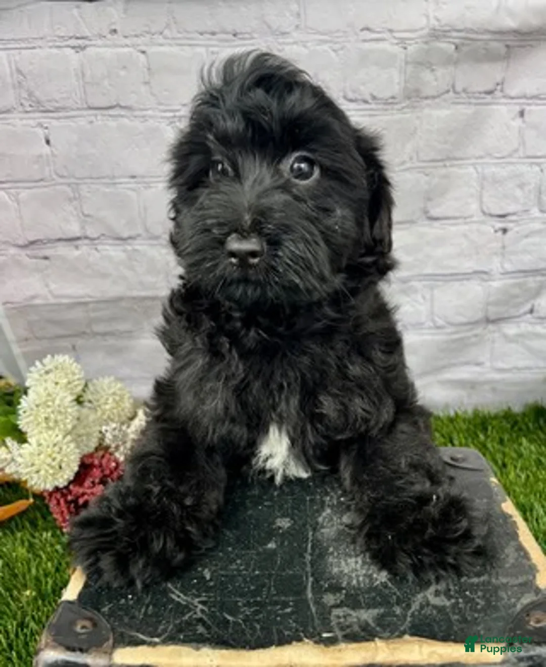 Yorkiepoo dogs for sale: Tate Yorkiepoo  - Ad 3