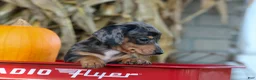 Miniature Dachshund dogs for sale:  Zino 🐕 - Ad 17