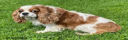 Cavalier King Charles Spaniel dogs for sale: Tina - Ad 2