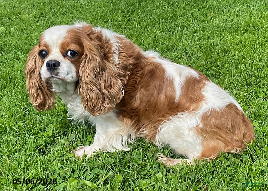 Cavalier King Charles Spaniel dogs for sale: Tina - Ad 2