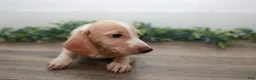 Miniature Dachshund dogs for sale: Mater - Ad 13