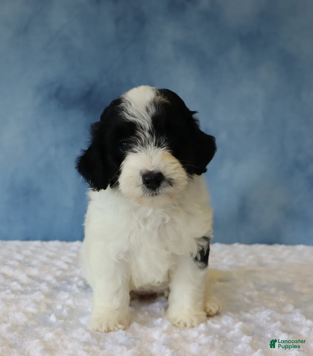 Mixed Breed dogs for sale: Shadow - Ad 5