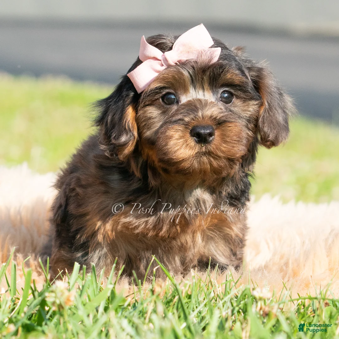 Maltipoo dogs for sale: Olivia - Ad 2